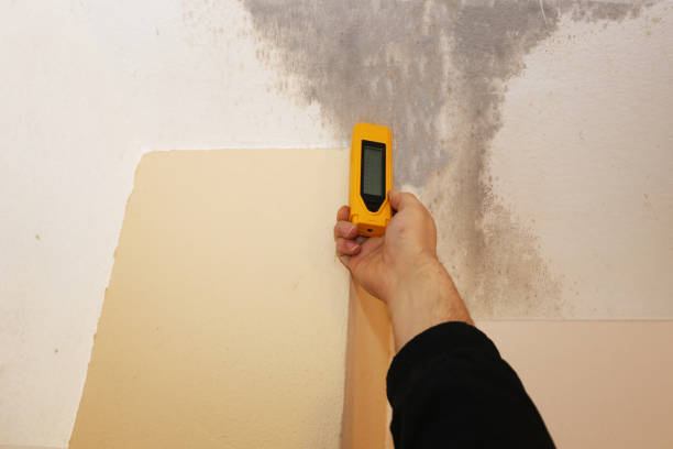 Best Mold Odor Removal Services  in Luckey, OH